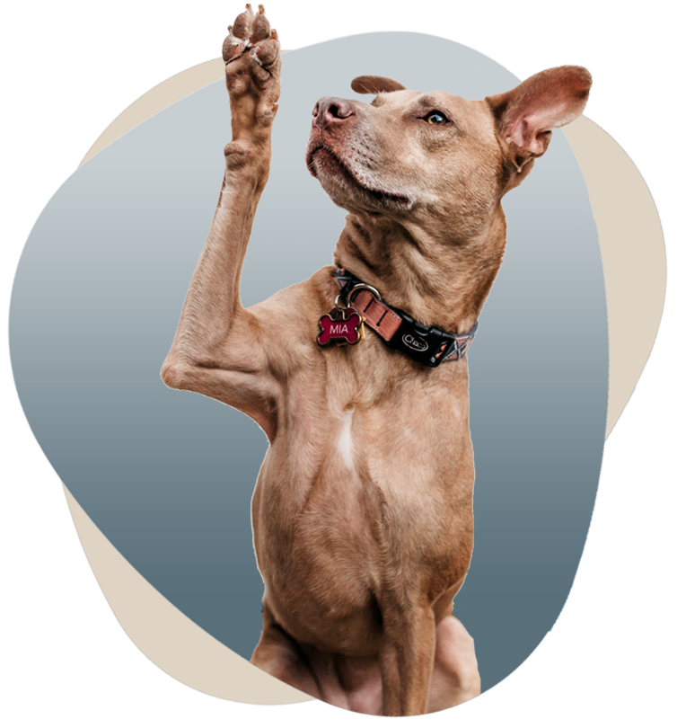 Ioannis Psathas Veterinarian Orthopedic Veterinarian